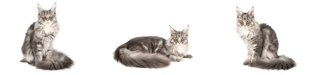 set of cute cat isolated © Svetlana