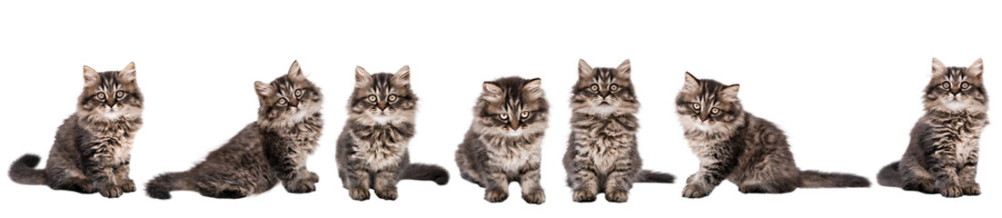 set of cute cat isolated © Svetlana