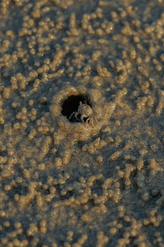 Fiddler Crab at Beach