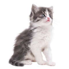 Fototapeta premium Cute little kitten on light background