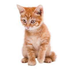 Obraz premium Little red Kitten Isolated On White Background