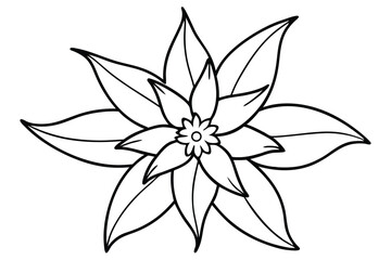 edelweiss silhouette line art vector illustration