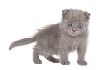 gray cat on isolated white background