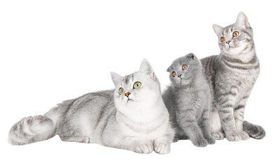 gray cat on isolated white background © Svetlana