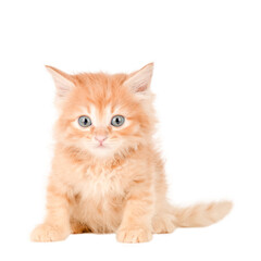 Obraz premium Little red Kitten Isolated On White Background