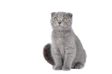 gray cat on isolated white background © Svetlana