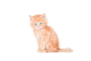 Obraz premium Little red Kitten Isolated On White Background