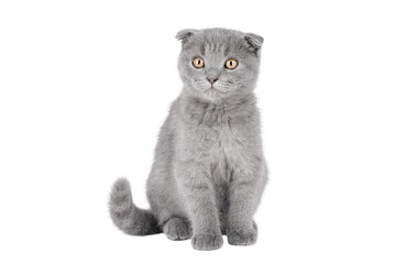 gray cat on isolated white background © Svetlana