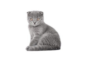 gray cat on isolated white background © Svetlana