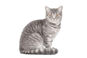 gray cat on isolated white background © Svetlana