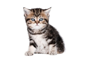 Obraz premium cute little brown kitten isolated