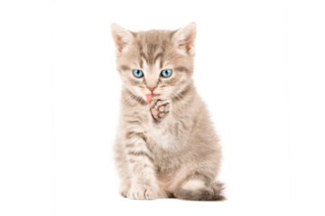 gray cat on isolated white background