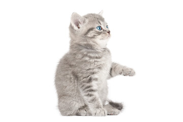 gray cat on isolated white background © Svetlana