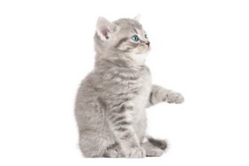 gray cat on isolated white background