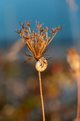 dandelion in the wind