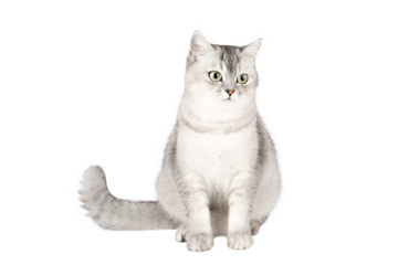 gray cat on isolated white background