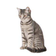 Obraz premium gray cat on isolated white background