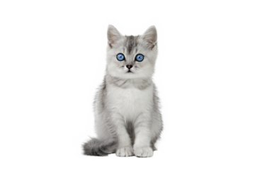 gray cat on isolated white background
