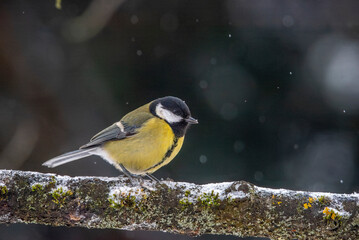 Obraz premium The great tit (Parus major) 