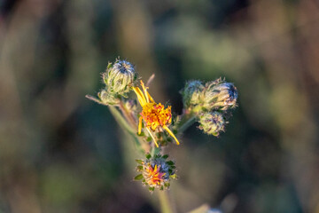 bee on a flower