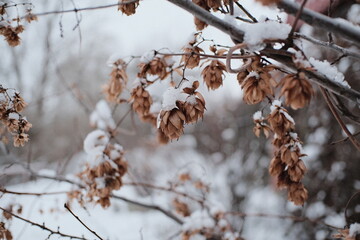 Obraz premium Dried plant branches with seed pods covered in fresh snow, winter nature close-up with soft focus background, calm seasonal mood showing cold weather textures and fragile beauty.