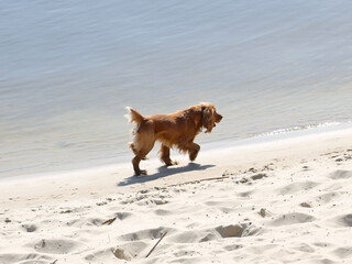 A red cocker spaniel dog joyfully runs along the beach near the water. Holidays at sea with pets. Dog walking near the river. Breeding thoroughbred hunting dogs. Playful run. A place for swimming