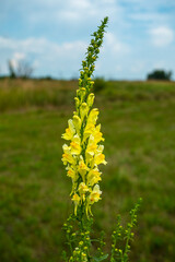 Common toadflax, Linaria vulgaris.
A medicinal plant, a good remedy for muscle weakness, muscular dystrophy and myopathies.
