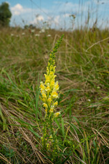 Common toadflax, Linaria vulgaris.
A medicinal plant, a good remedy for muscle weakness, muscular dystrophy and myopathies.
