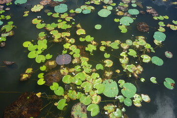 lily pads