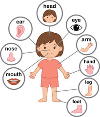 Human body parts illustration for kids showing girl anatomy head eye ear nose mouth arm hand leg foot chart