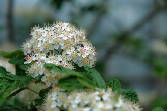 white flowers and leaves of a type of Rowan or Mountain Ash tree