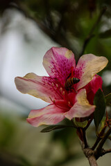 Lis des Incas © Oze_photographie