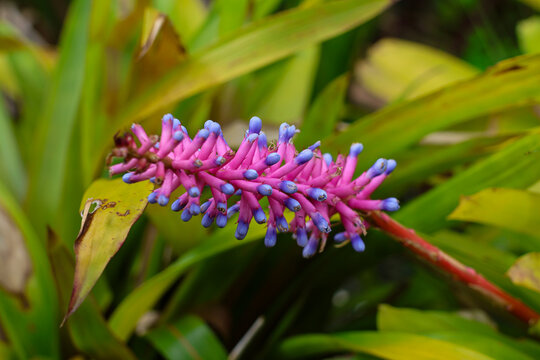 Aechmea gamosepala