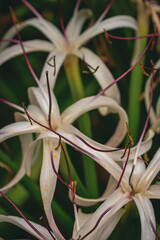 Asiatique de crinum