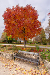 Amazing fall-colored trees surronding the old lake of Tata city, Hungary, Europe. Hungarian name Tatai oreg to.
