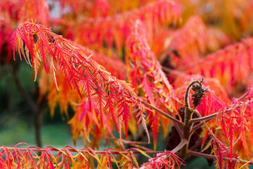 Beautiful colors in Margit island, Budapest, Hungary. Amazing mood in the most fascinating green place in the capital of Hungary.