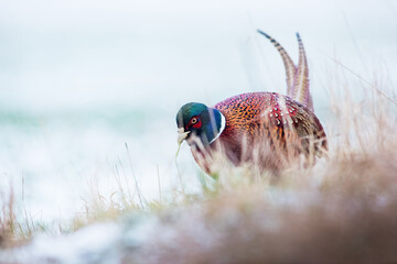 Common pheasant, phasianus colchicus, standing on fozen grass in winter