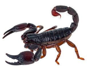 A high-definition, close-up photograph of a dark scorpion on a transparent background