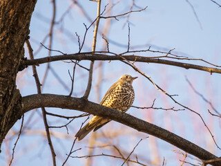 Single Fieldfare bird on tree branch during a winter period