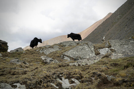Yack in the tibetan Himalayas, Tibet, Western China