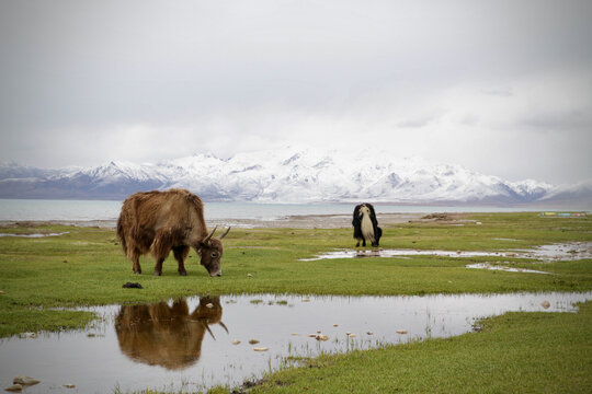 Yack in the tibetan Himalayas, Tibet, Western China