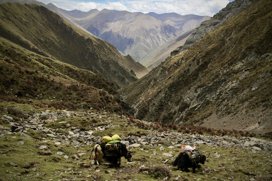 Yack in the tibetan Himalayas, Tibet, Western China