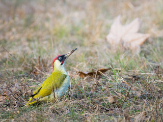 The green woodpecker stands alert in a grassy meadow with a soft green background