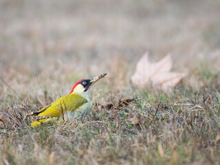Green woodpecker - Picus viridis on autumn meadow
