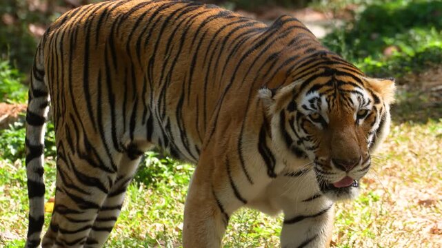 A strong bengal tiger is walking in the jungle or nature parkland forest with aggresive action. Animal and wildlife portrait with face focus. 