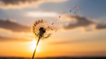 Fototapeta premium Dandelion seed head against a sunset, with seeds floating in the air