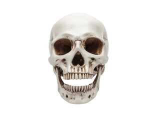 Obraz premium Human skull anatomical model with detailed teeth and sutures