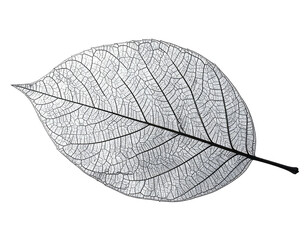 Delicate, translucent leaf skeleton, showing intricate vein structure, on black
