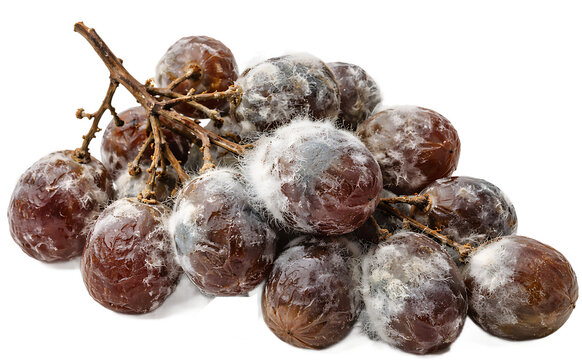 Moldy grapes cluster