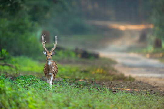 showstopper big antler male spotted deer or chital or axis deer or axis axis walking head on dhikala main road in wild winter season morning safari jim corbett national park forest uttarakhand india